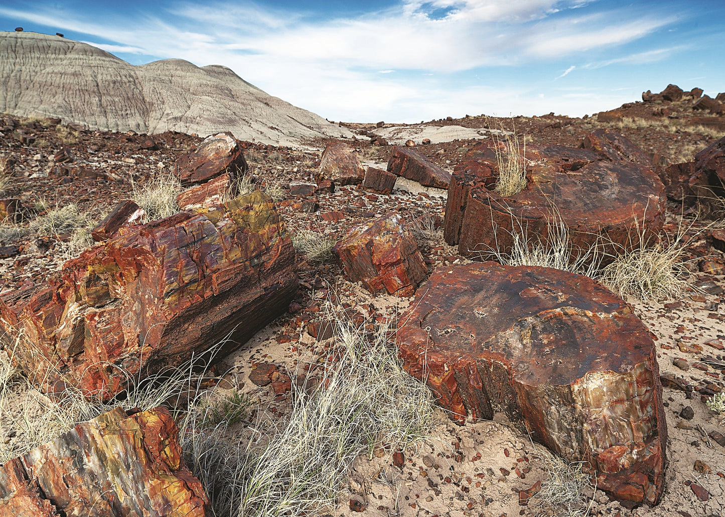fossilized logs