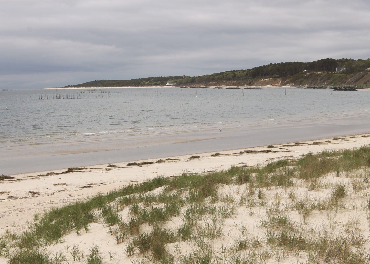 Beach scene with grassy sand and water in the background, Virginia