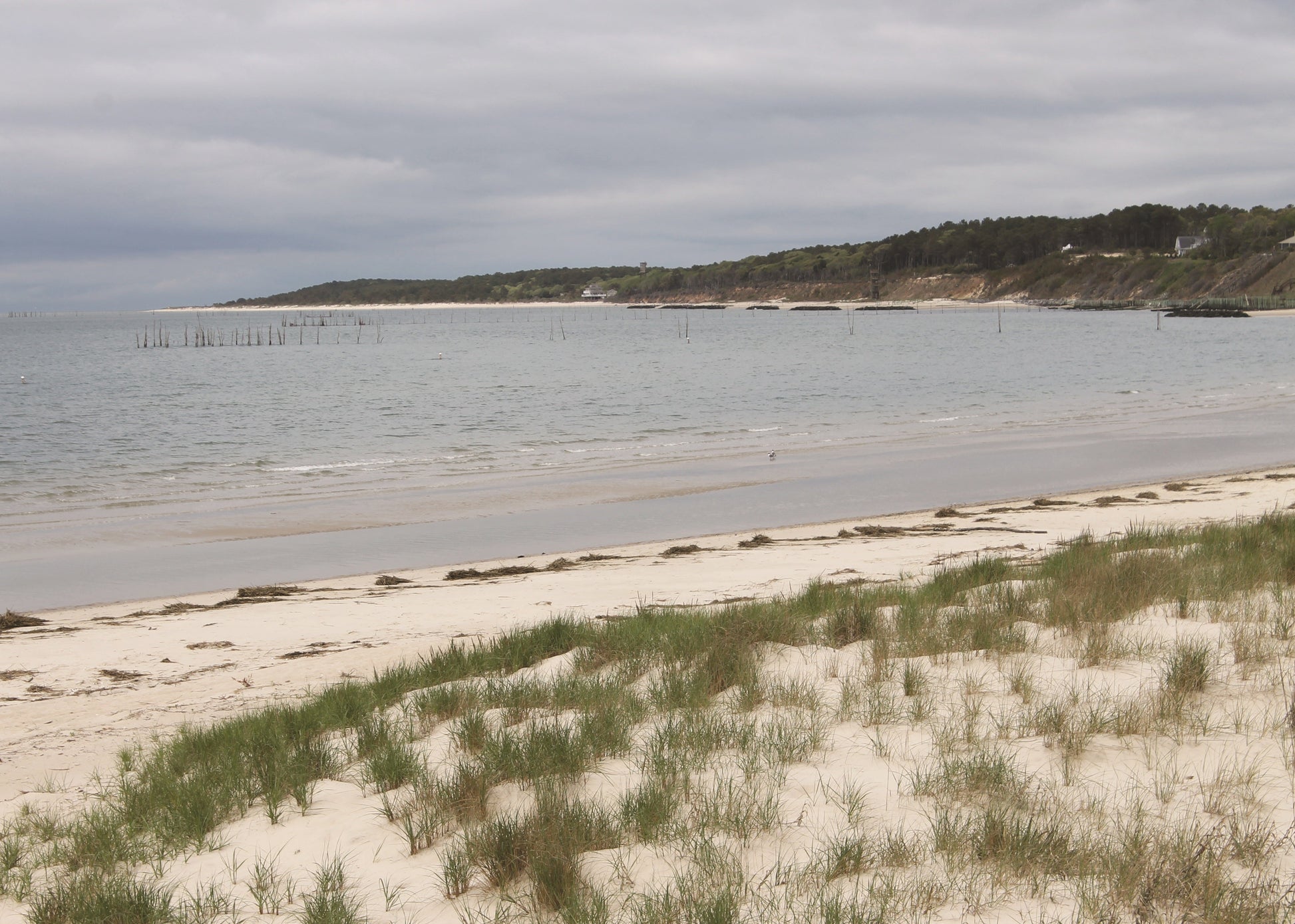 Beach scene with grassy sand and water in the background, Virginia