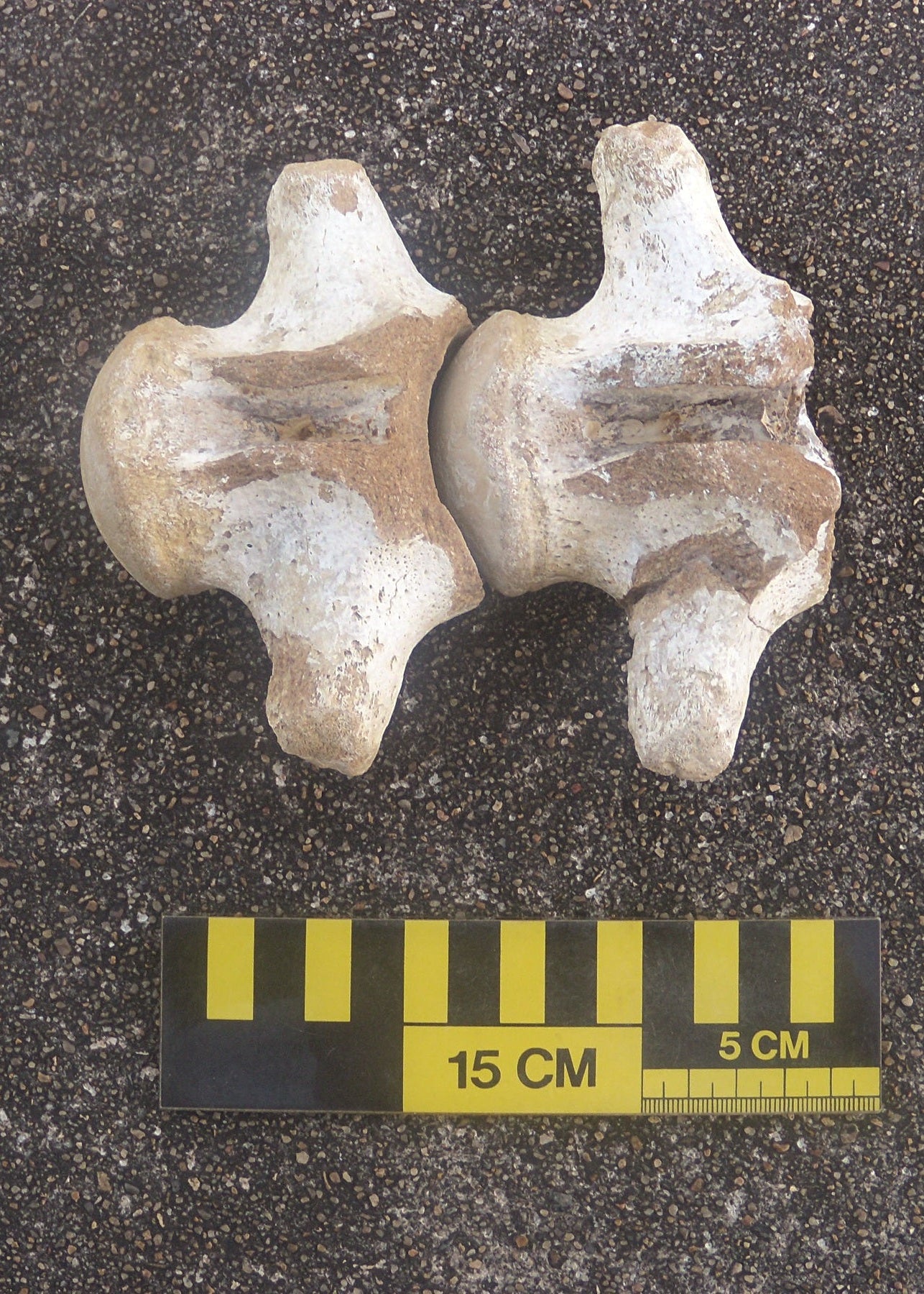 fossils