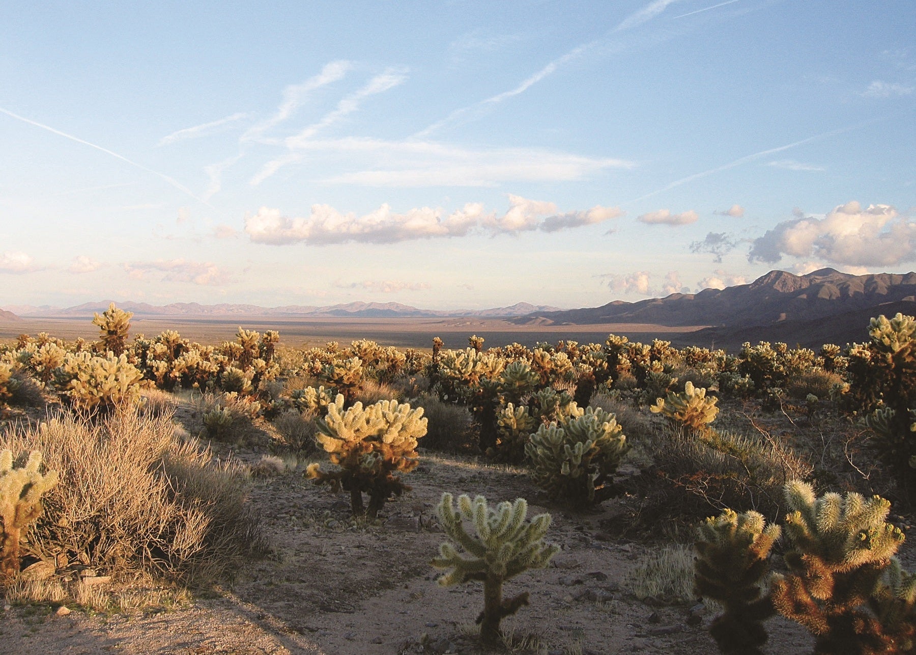 desert cactus with mountains and blue sky in the background