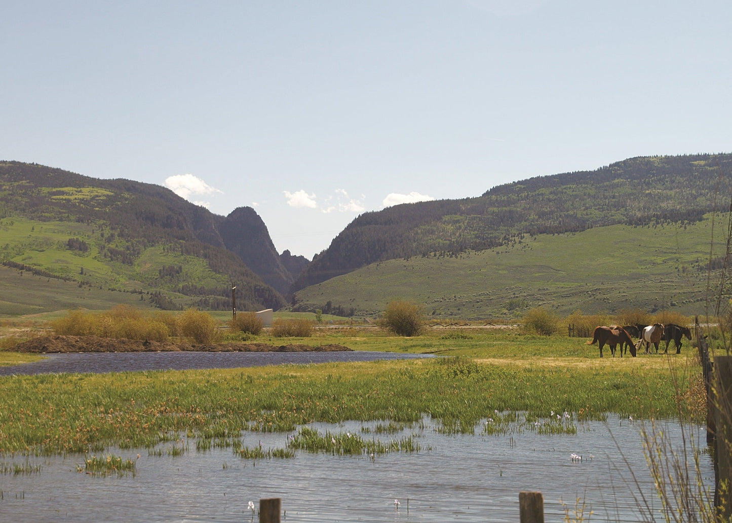 Horses grazing near Gore Range Canyon