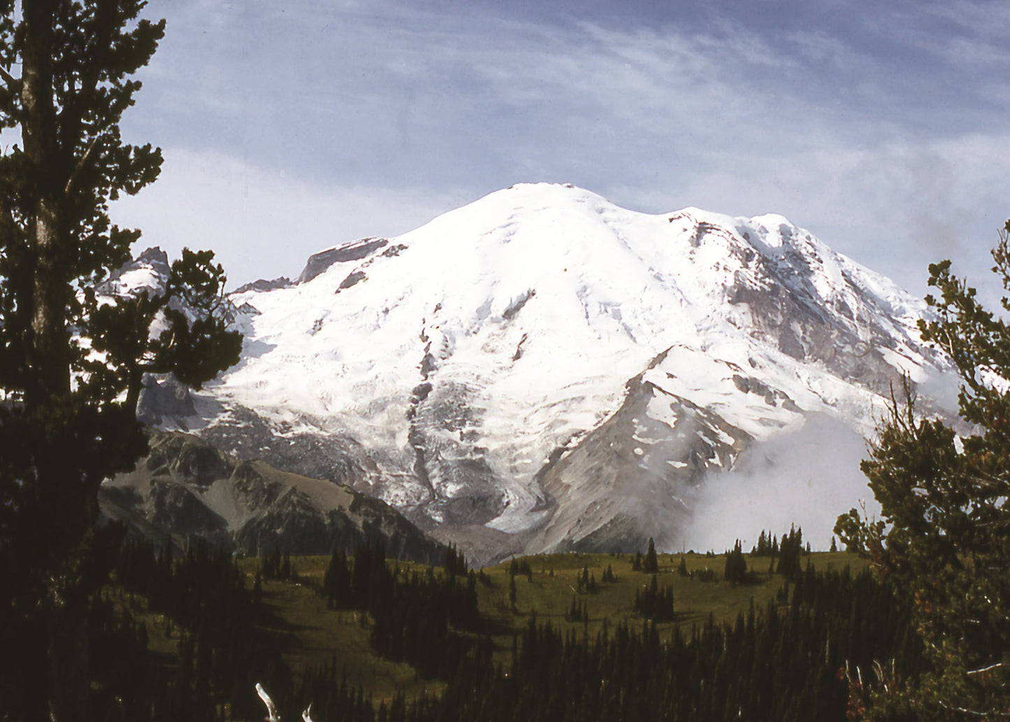 Snow-capped Mt Rainier with trees in the foreground