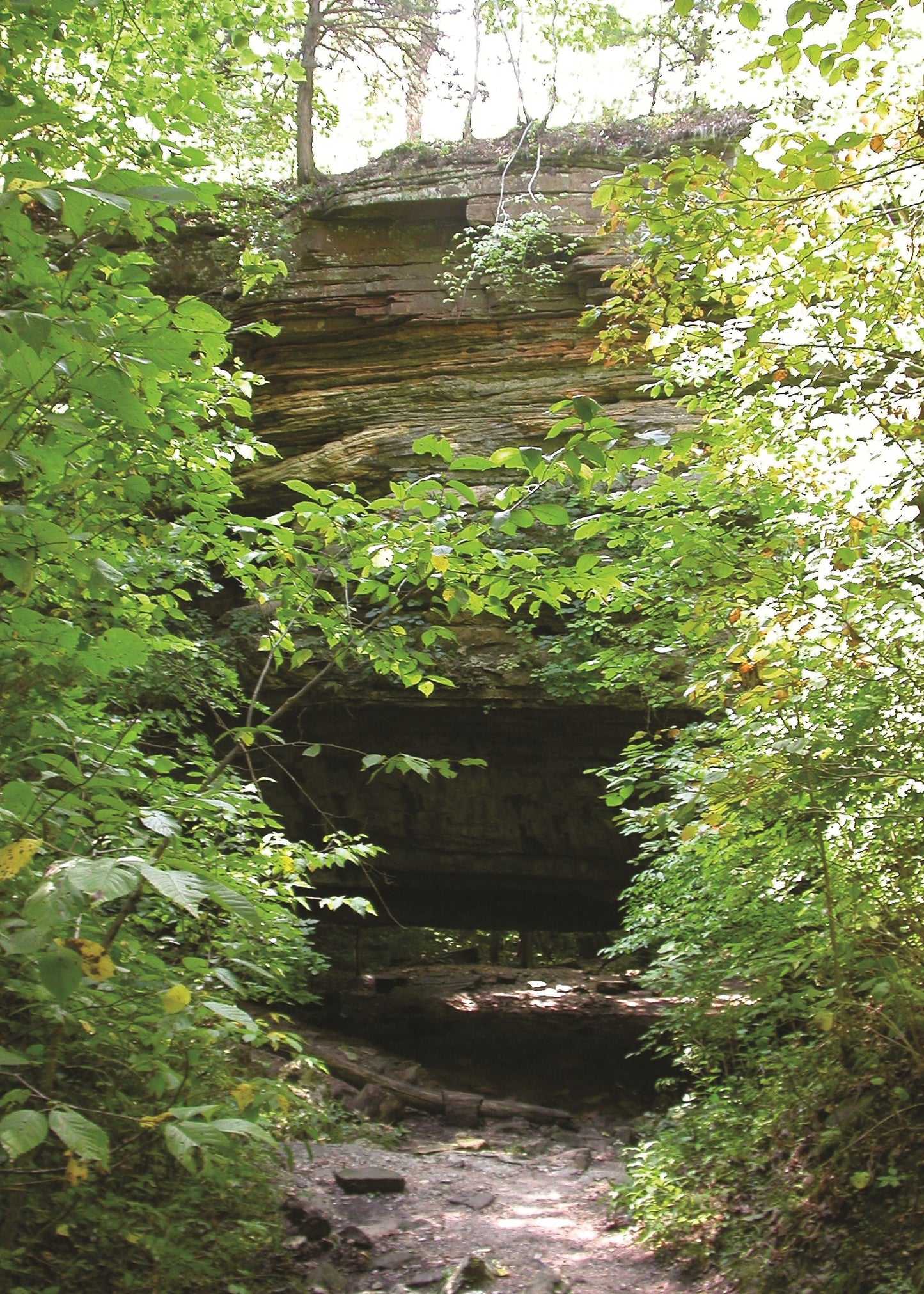 Rocks partially covered by greenery in a forest setting, Missouri