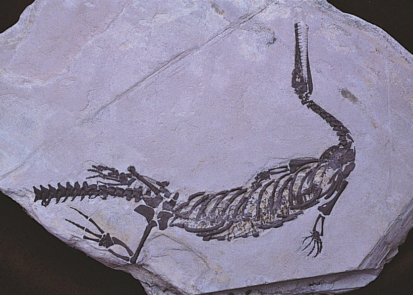 Fossilized lizard skeleton embedded in a rock