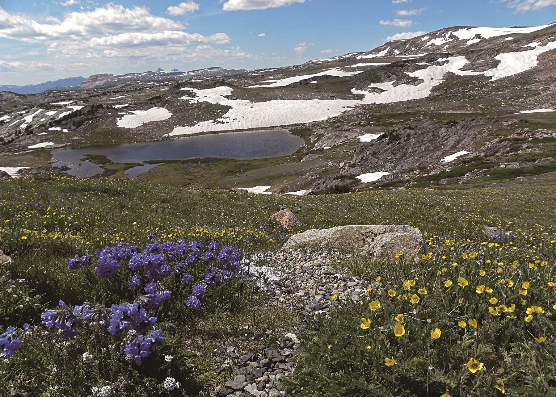 Scenic mountain landscape with lakes, snow patches, and purple and yellow wildflowers. Yellowstone