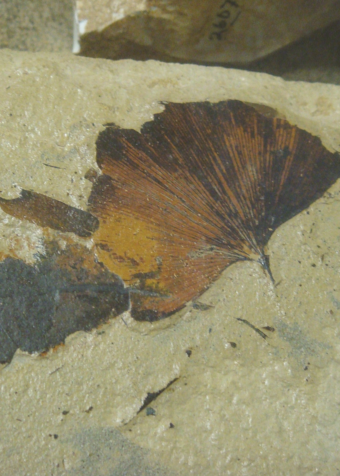 leaf fossil