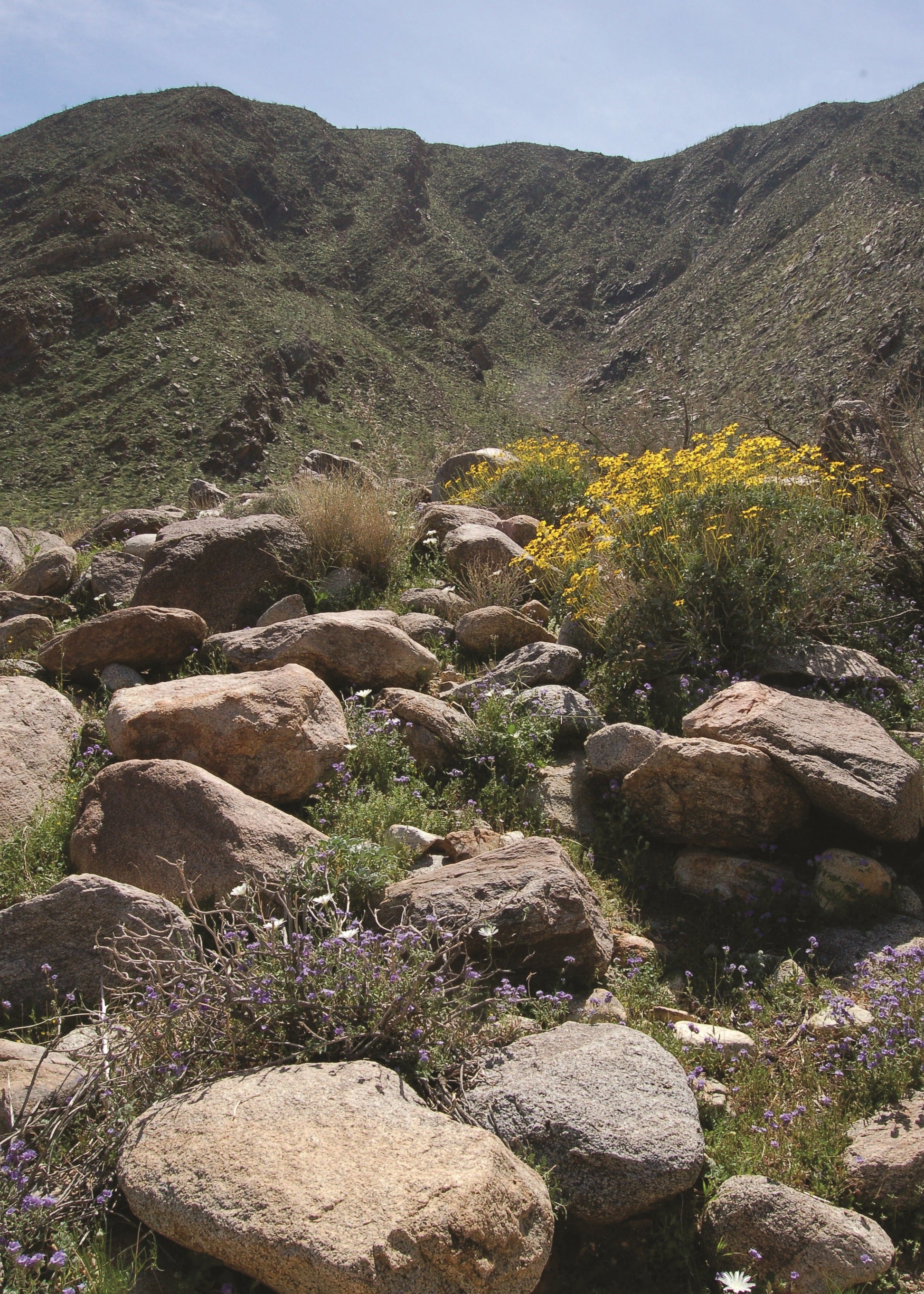 Desert landscape with rocky terrain and sparse vegetation under a clear blue sky.