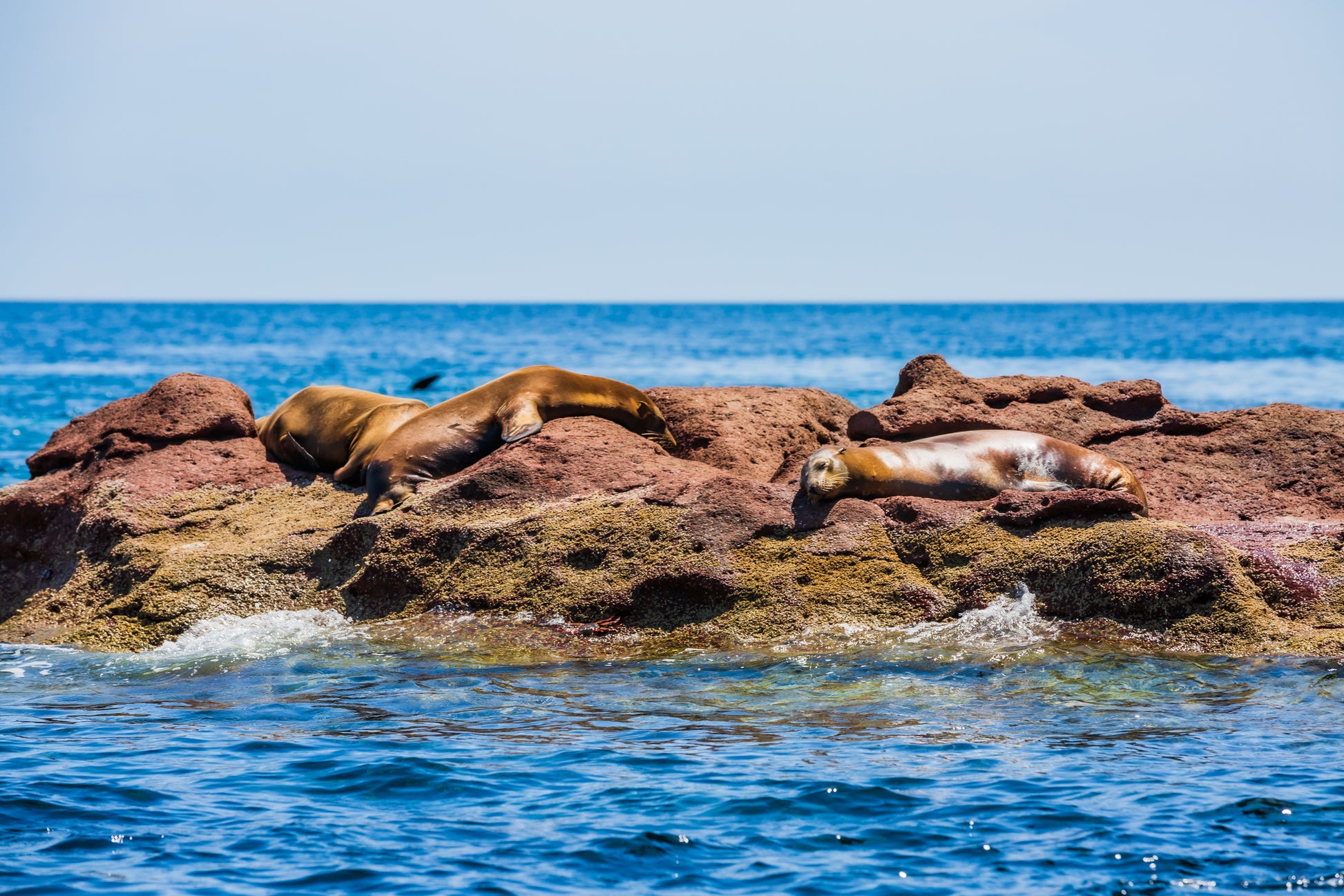 Seals resting on a rocky outcrop with blue water and sky in the background. Espíritu Santo image.