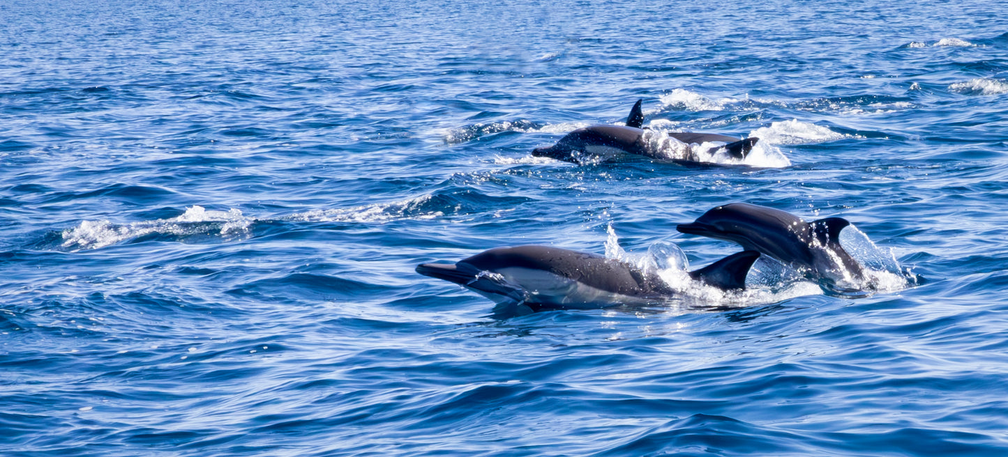 Dolphins surface out of blue, semi-wavy water. Wildlife and Snorkeling image.