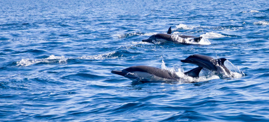 Dolphins surface out of blue, semi-wavy water. Wildlife and Snorkeling image.