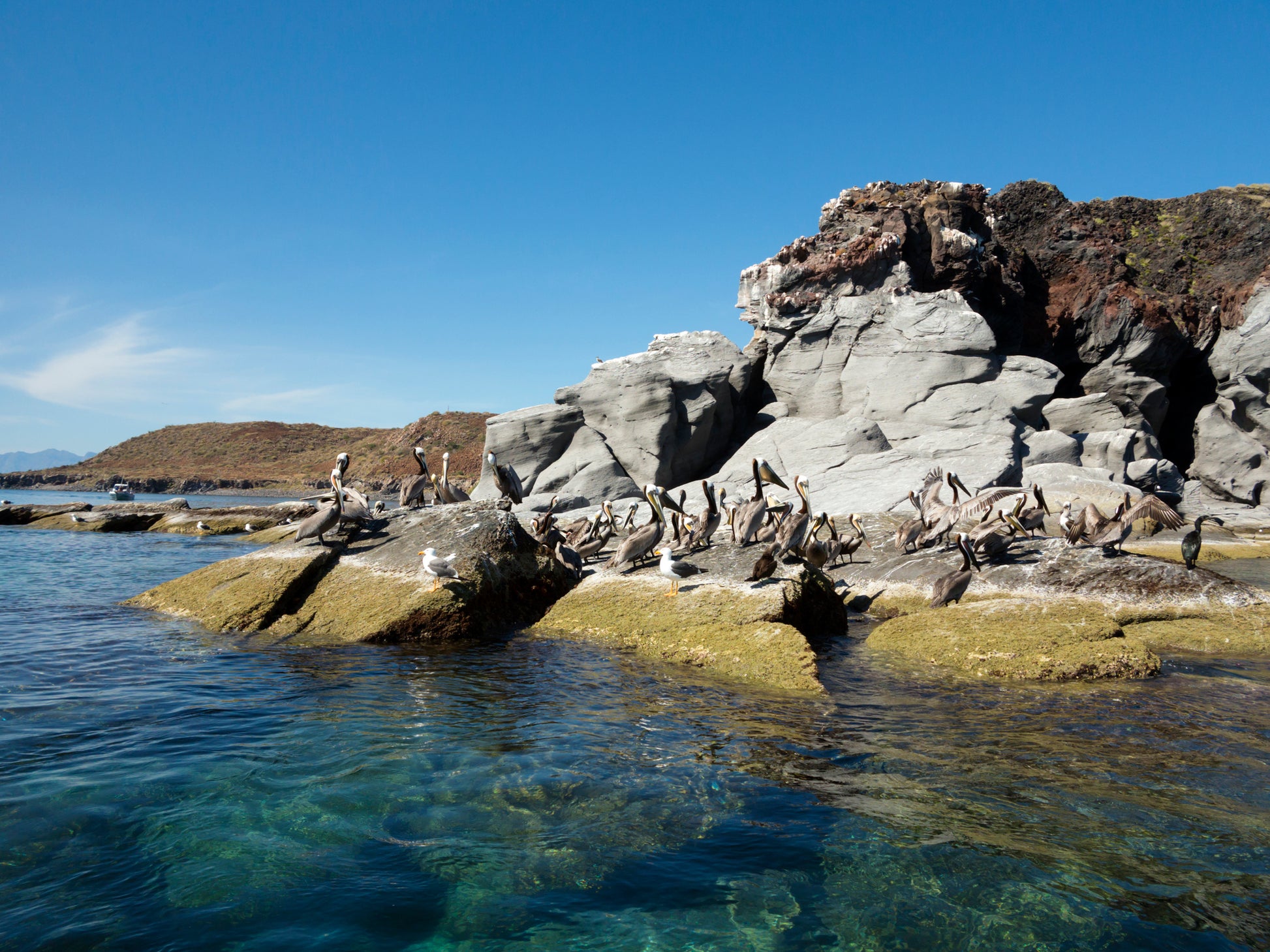Large birds stand on a rocky outcrop surrounded by water. Birdwatching image.
