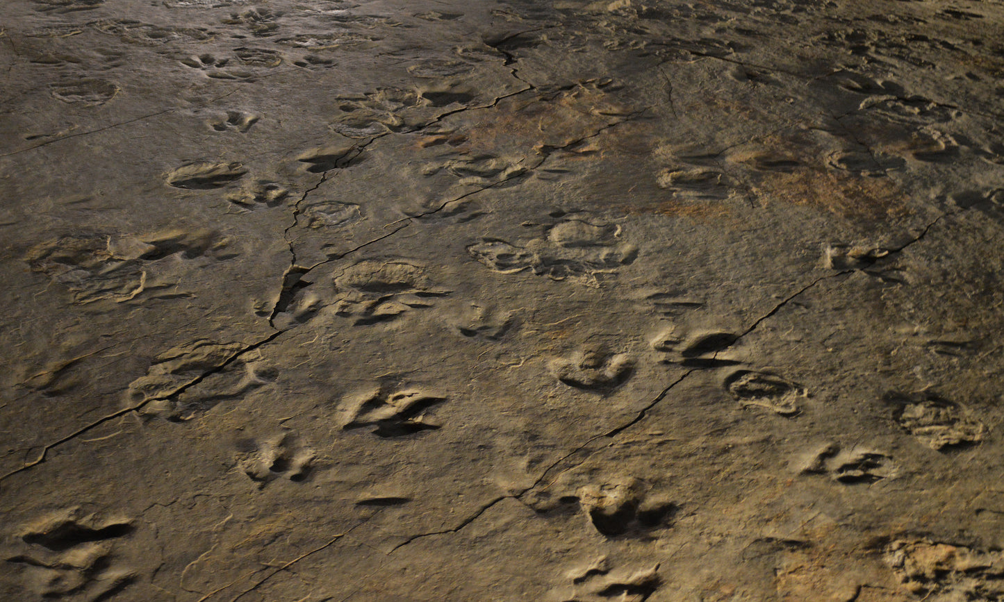 Dinosaur tracks in a brown surface. Dinosaur State Park image.