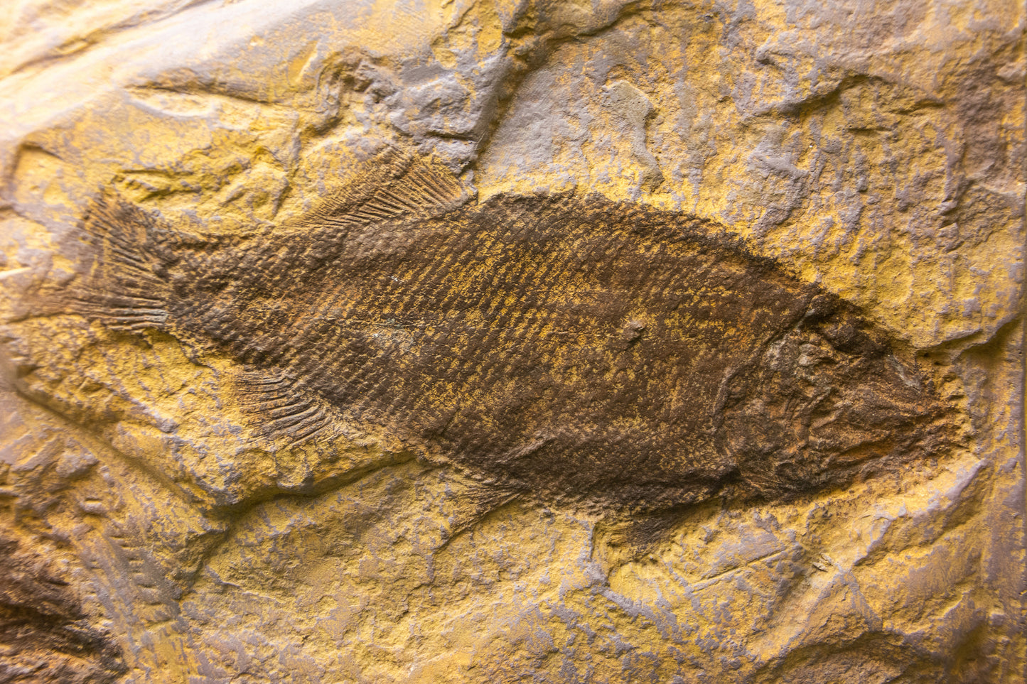 Fossilized fish in surrounded with yellow and tan rock. Great Lakes of Connecticut image.