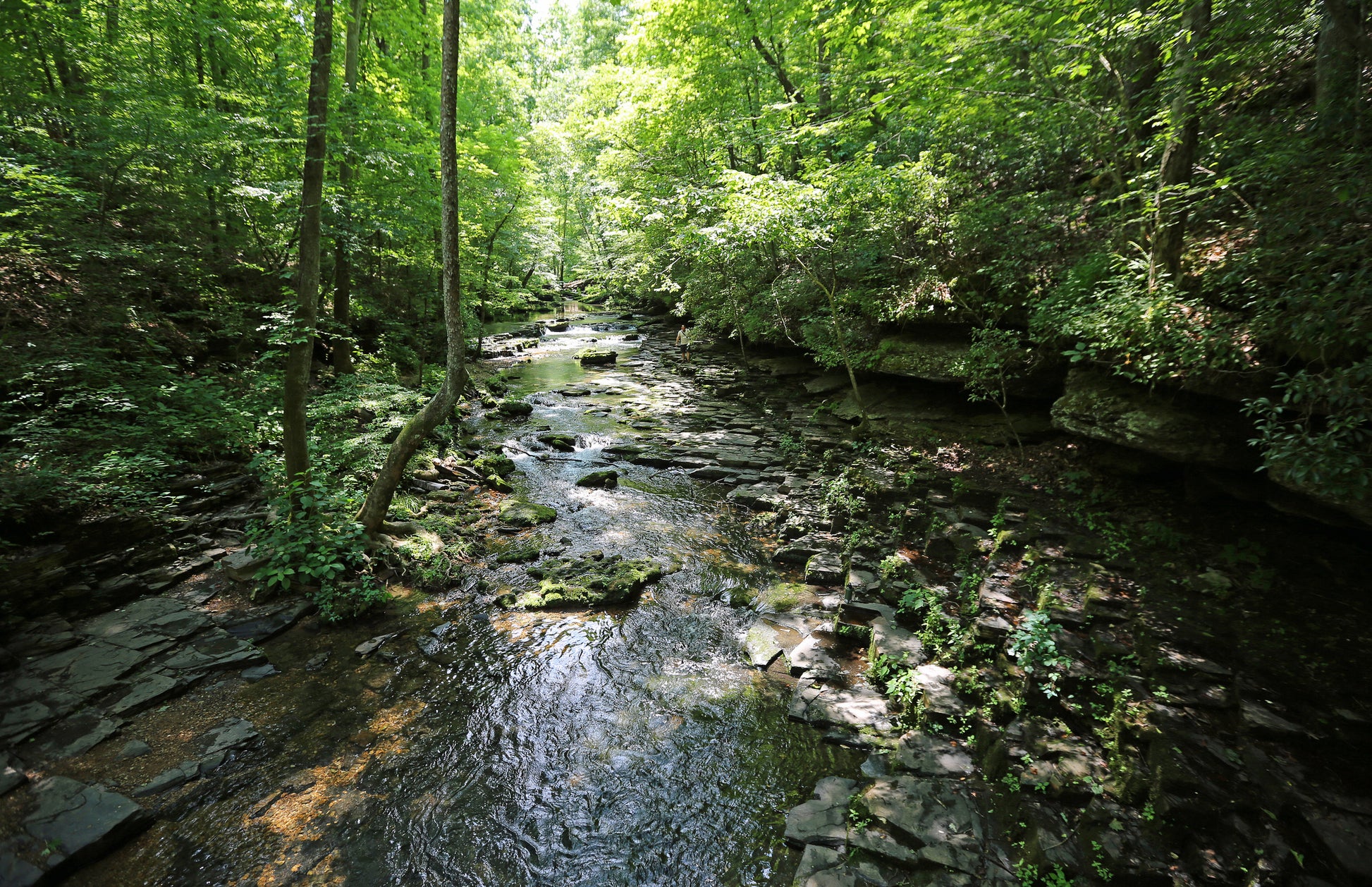 A wide creek flows through densely vegetated area and is flanked by dark rock. Coon Creek image.
