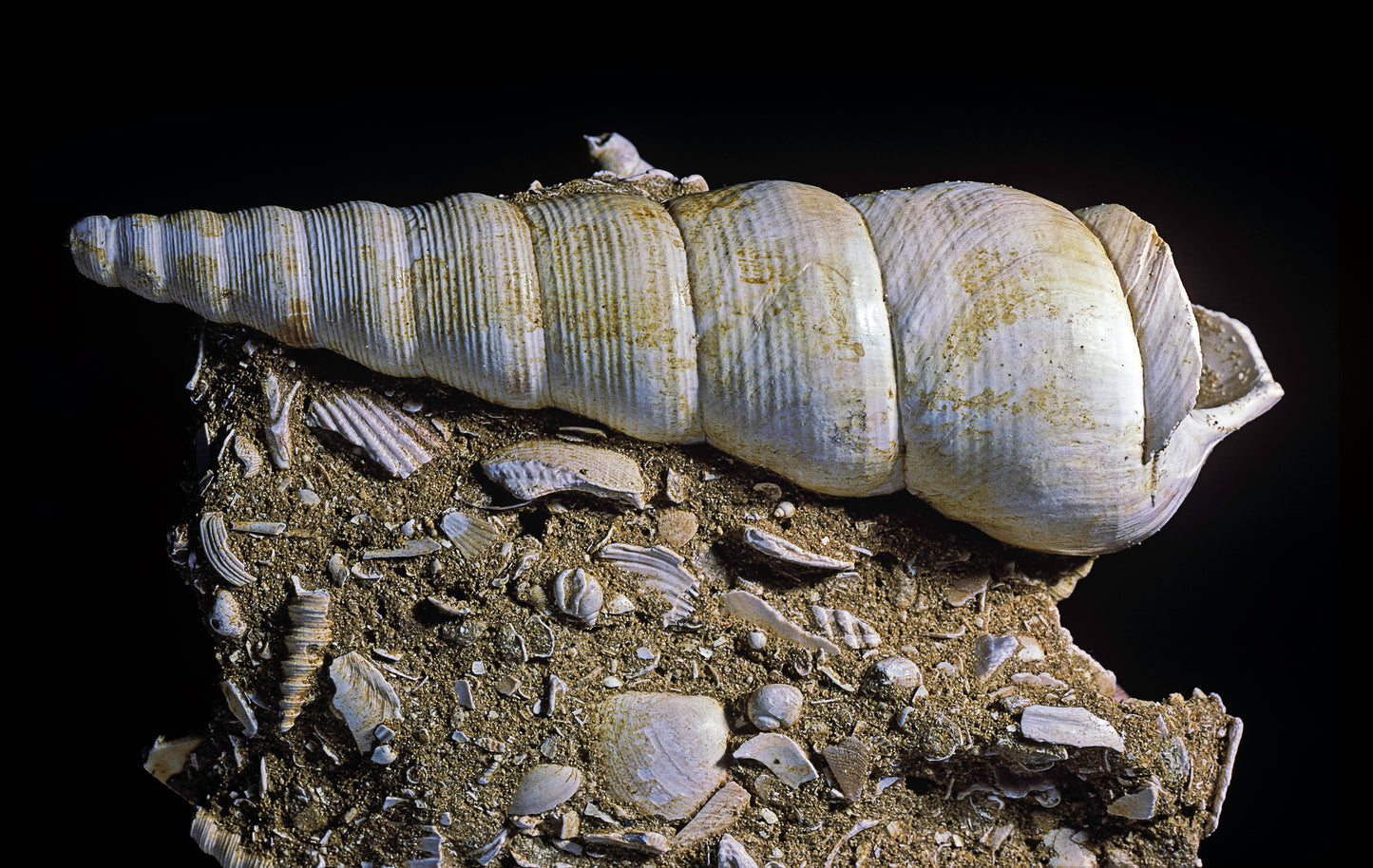 A large, white conical shell sits atop shell fragments. Upper Cretaceous Strata image.