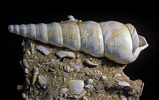 A large, white conical shell sits atop shell fragments. Upper Cretaceous Strata image.