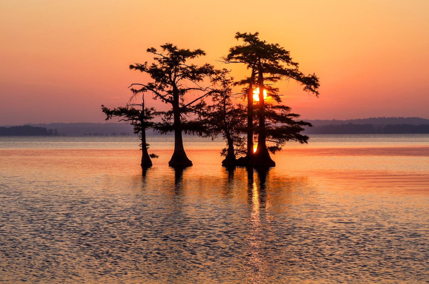 At sunset, five trees are completely surrounded by an expansive body of water. Reelfoot Lake image