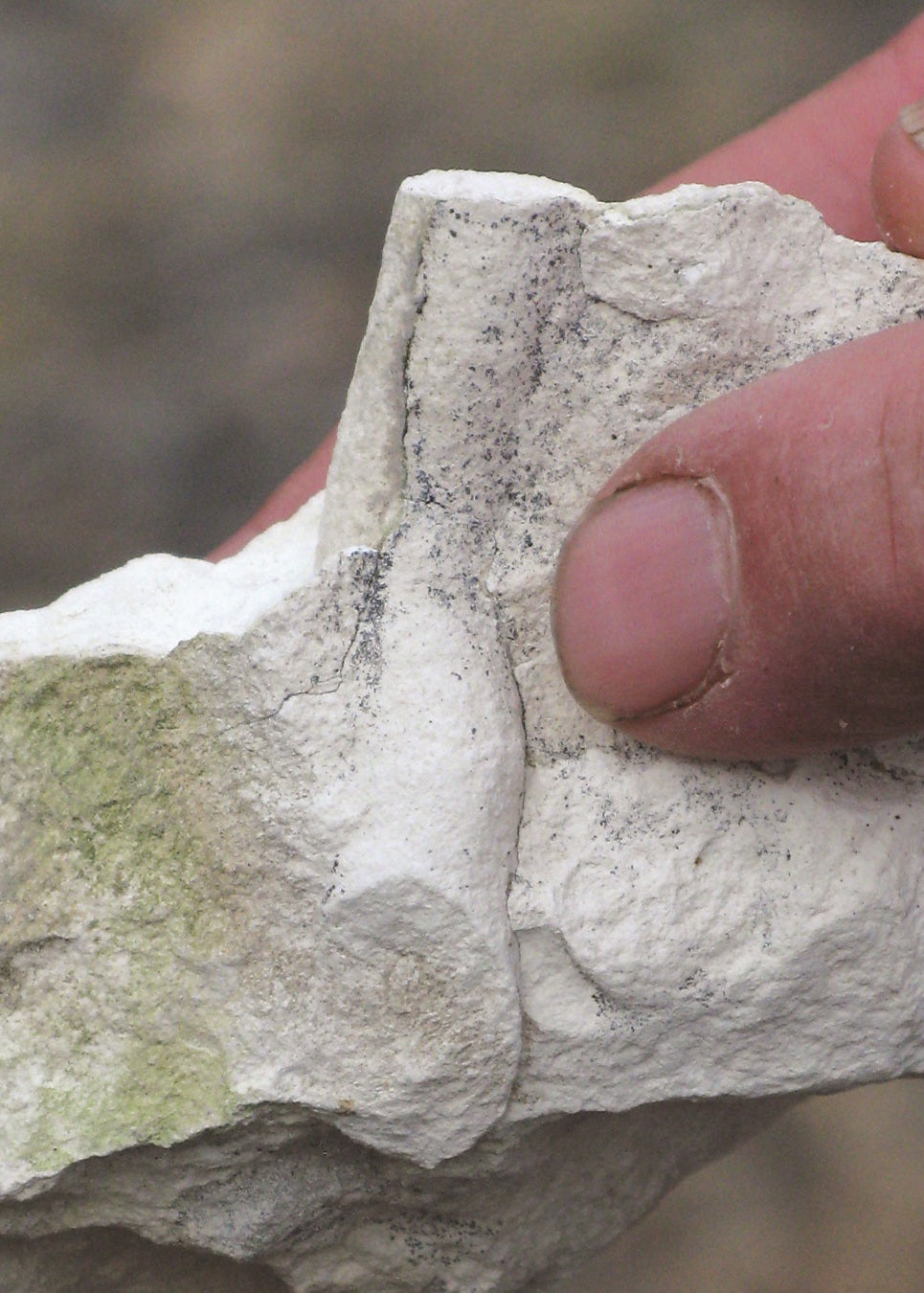 A small burrow in white siltstone from Hepburn’s Mesa. A large tunneling insect such as a cicada probably produced this burrow, which was then filled in with silt.