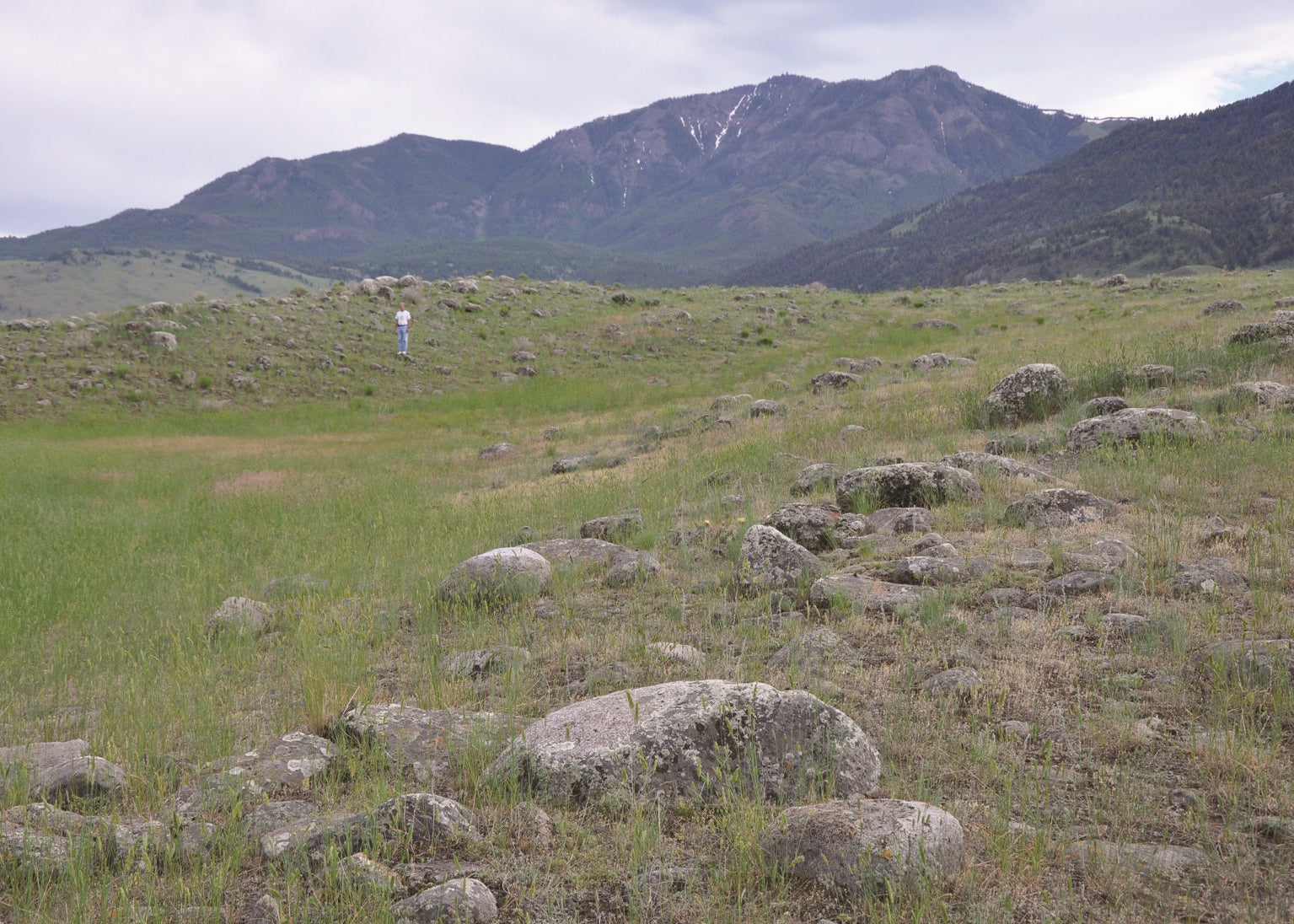 Scenic view of a grassy field with rocks and mountains in the background. Yellowstone National Park