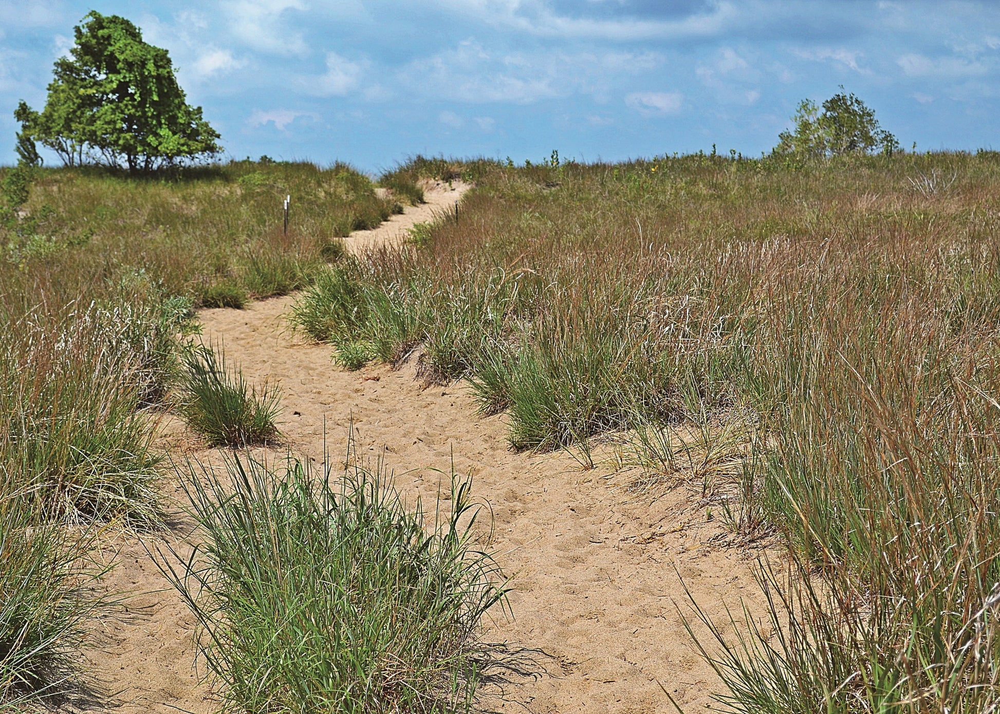 sandy path with wild grasses and green trees, ohio
