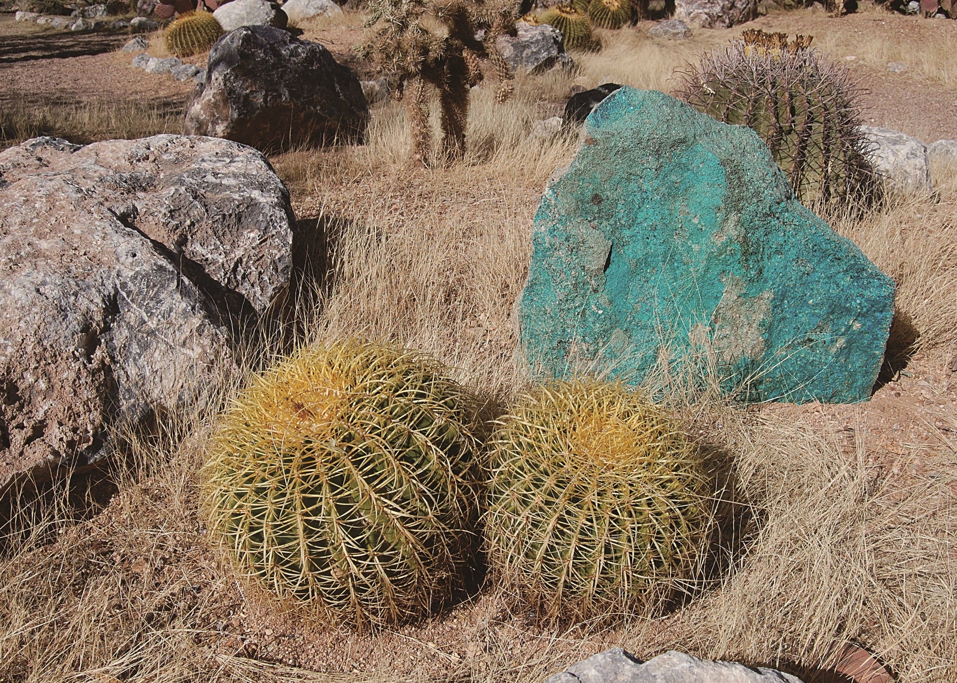 rocks and cactus at the Mineral Discovery Center, Arizona, USA