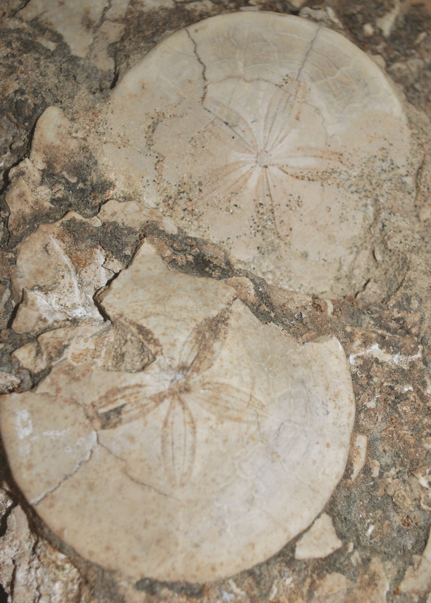 A close-up of a natural rock surface containing two preserved sand dollar fossils embedded in the stone.