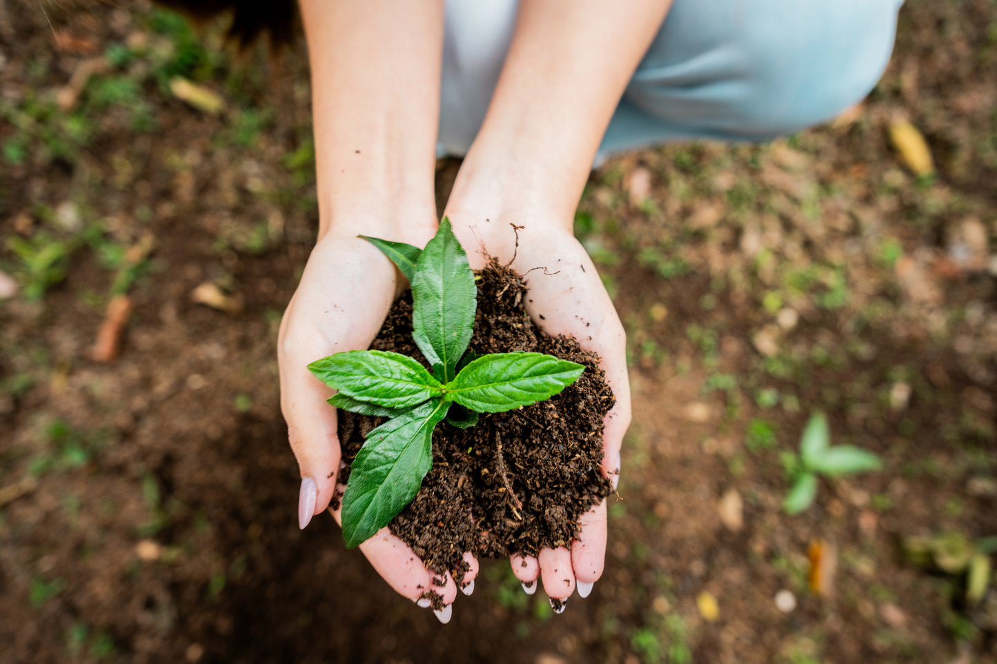 Hands hold soil. Rooted within the soil pile is green plant and its leaves are visible. The ground of a garden is seen below the hands. Living & Multifunctional Soil image.