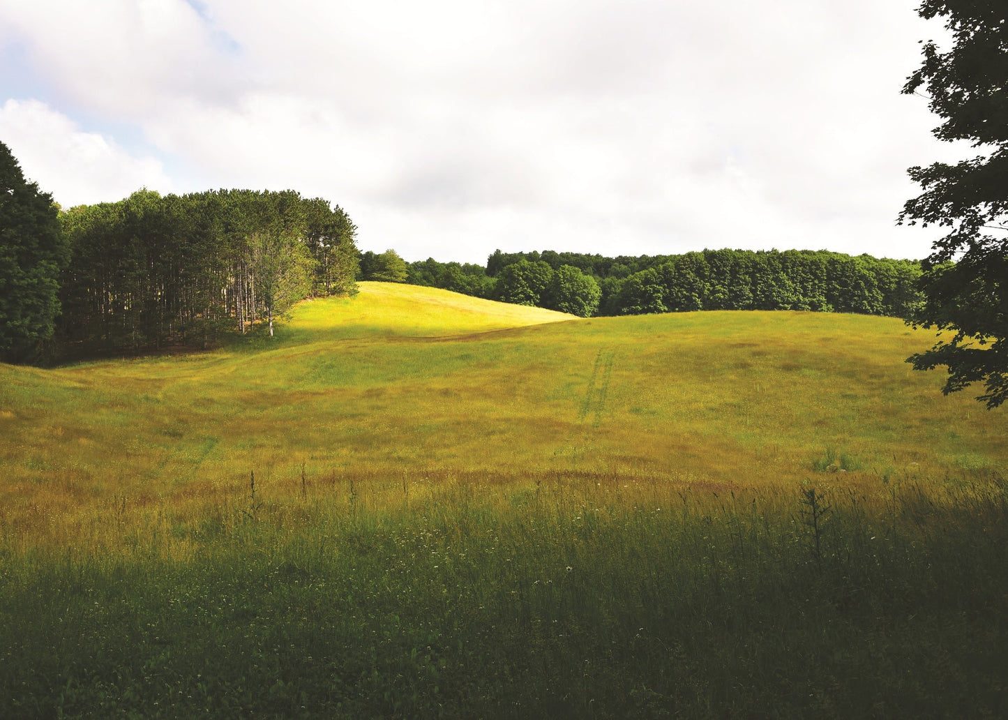 Green field with trees in the background in Michigan