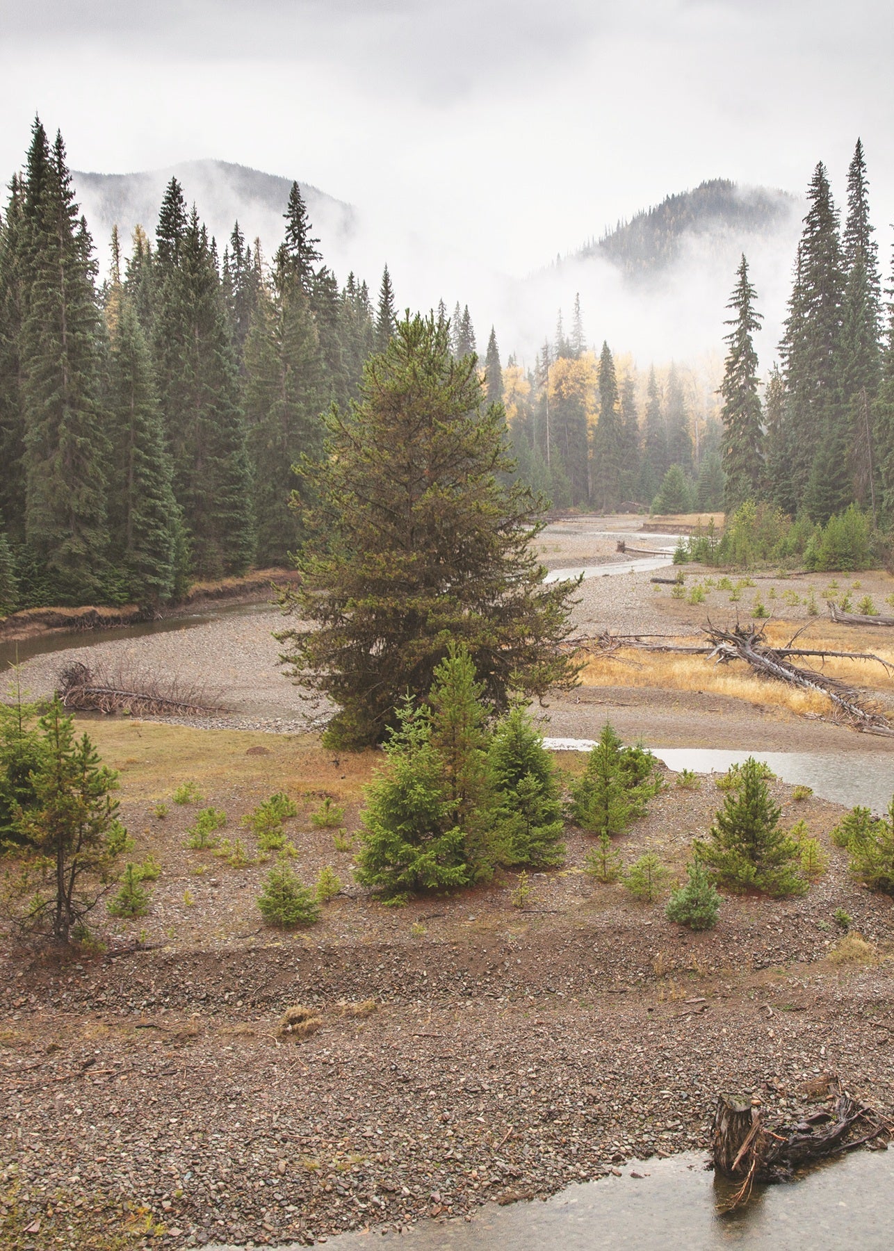 Scenic view of a forested area with a river and mountains in the background.