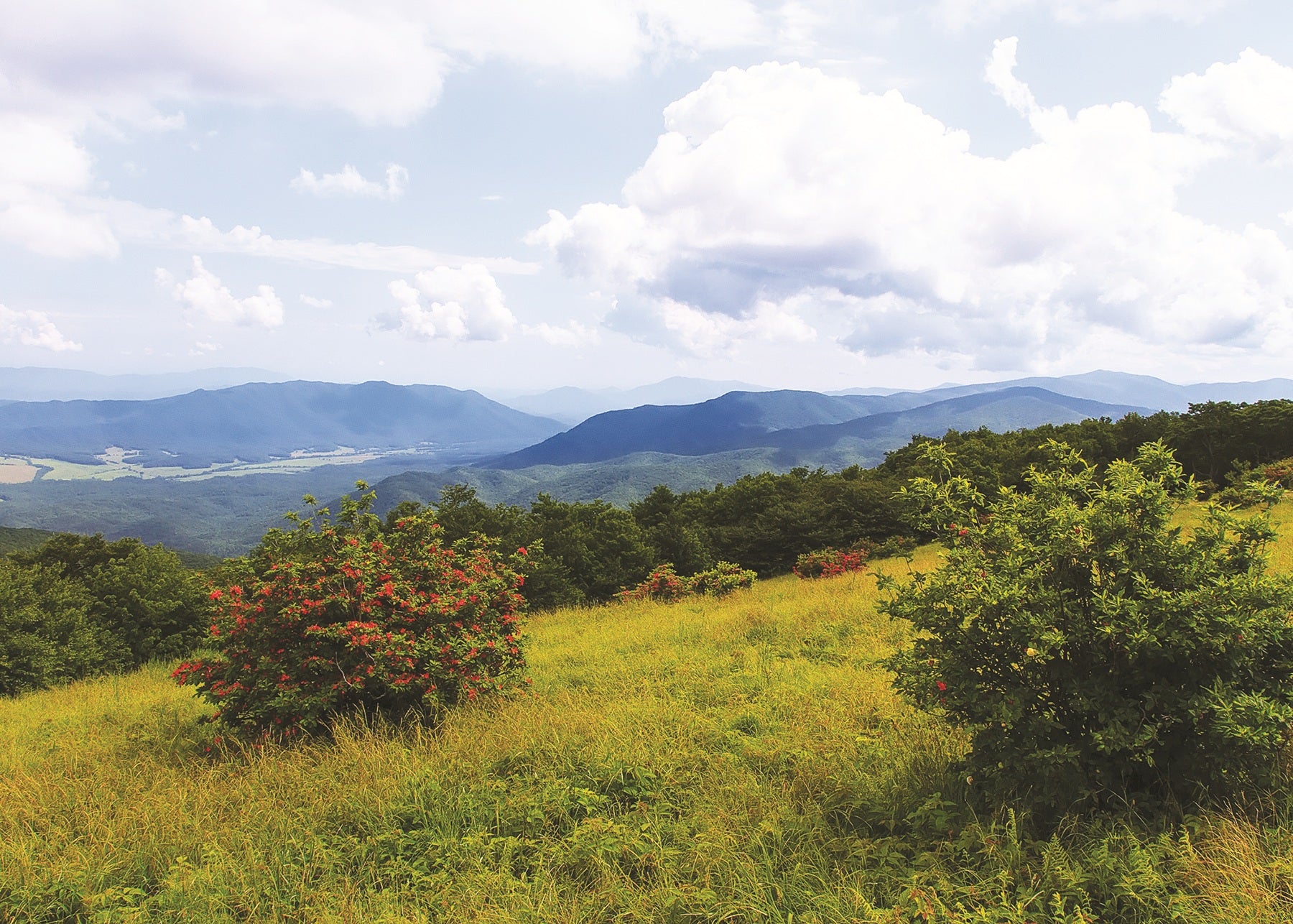 Scenic view of a grassy field with trees and distant mountains under a cloudy. Gregory Bald, Tennessee