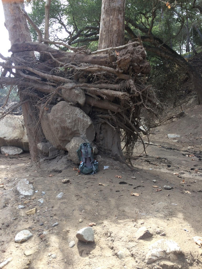 charred tree with backpack