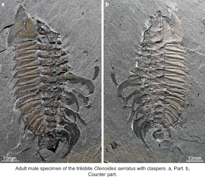 Adult Male Trilobite