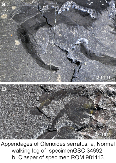 Trilobite appendages