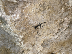 Lizard cave art